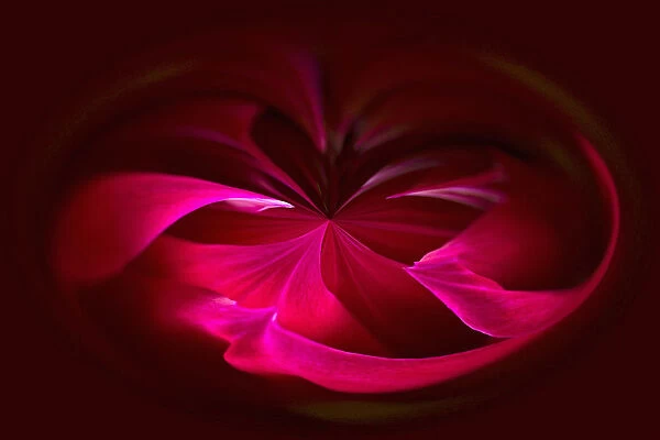 Dahlia, abstract deep red pattern