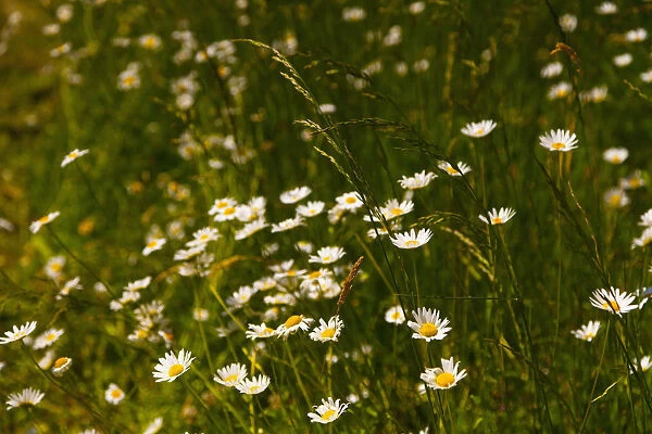 Daisy, Bellis cultivar, Mass of small white flowers growing outdoor in a field