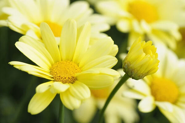 Daisy, Marguerite daisy, Argyranthemum, Argyranthemum frutescens Cornish gold