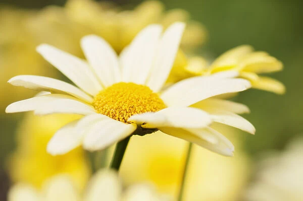 Daisy, Marguerite daisy, Argyranthemum frutescens Cornish gold