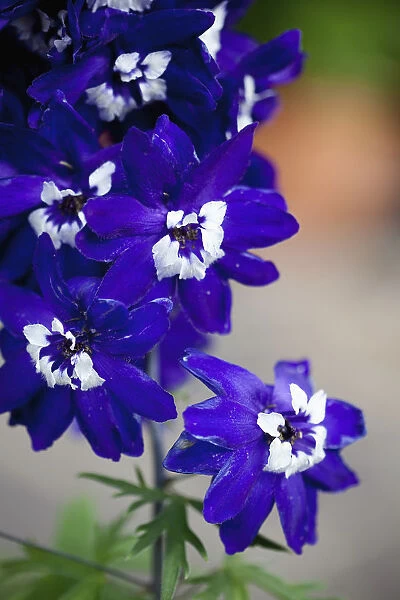Delphinium, Purple coloured flowers growing outdoor