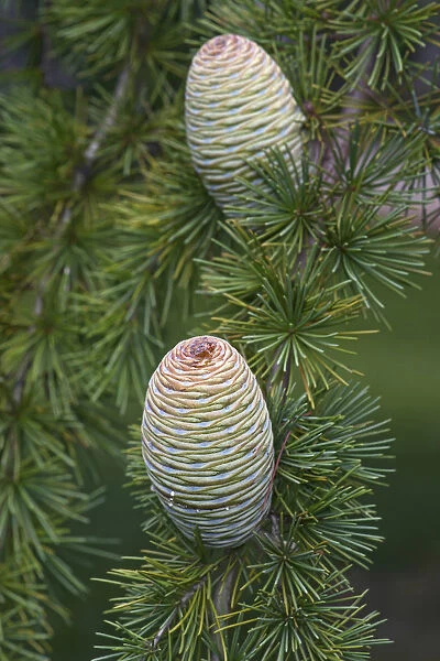 Deodar, Cedrus deodara, Close up detail of cones growing outdoor on the tree