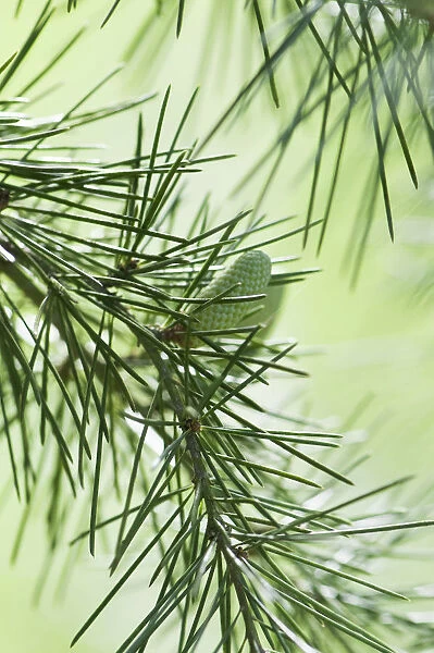 Deodar tree, Cedrus deodara, A cone hanging on a branch showing the fine needles
