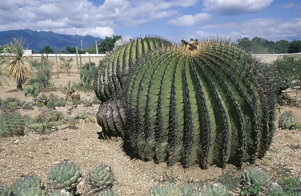 echinocactus platyacanthus, cactus, barrel cactus