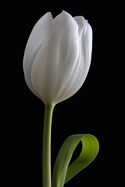 EJT_0027. Tulipa - variety not identified. Tulip. White subject. Black background
