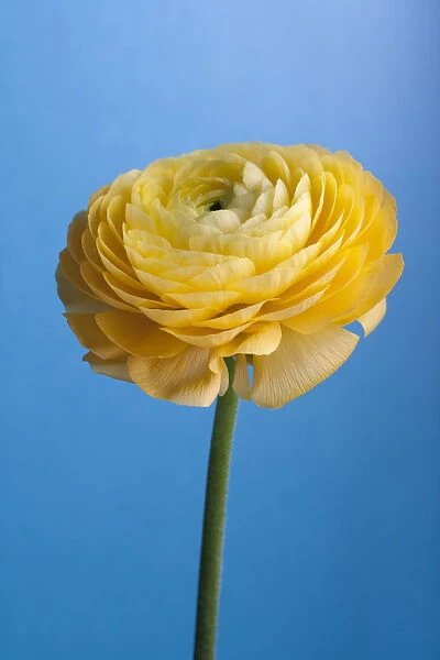 EJT_0029. Ranunculus - variety not identified. Ranunculus. Yellow subject. Blue background