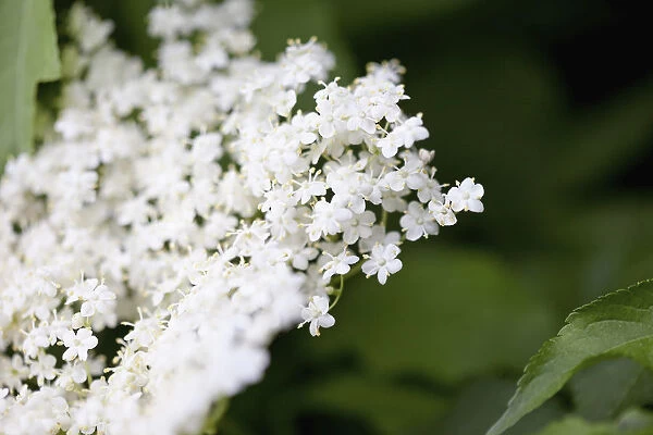 Elder, Sambucus nigra, Close up of white coloured flowers growing outdoor