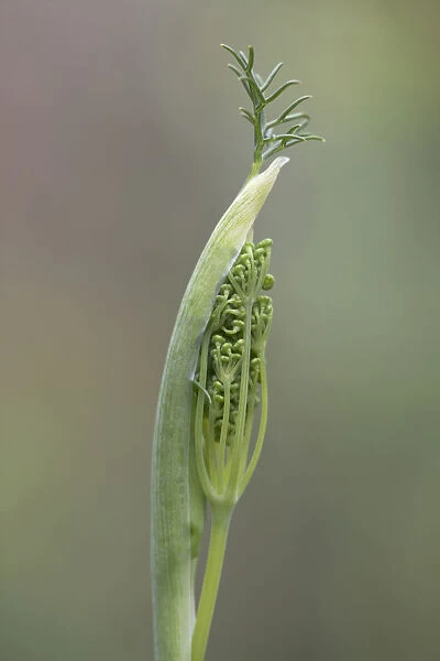 fennel, foeniculum vulgare