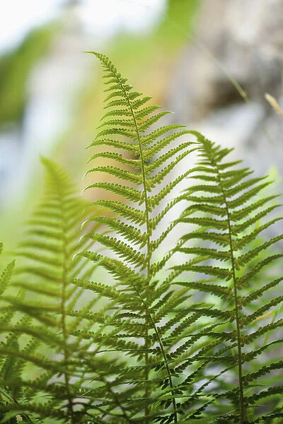 Fern, Mass of green coloured foliage growing wild outdoor