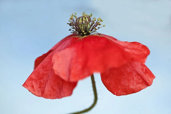 Field Poppy, Papaver rhoeas, A fading flower on a bent stem