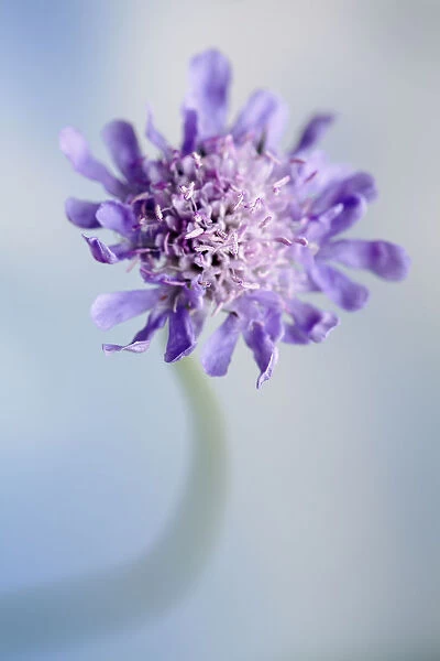 Field scabious, Knautia arvensis, Close front view of one flower