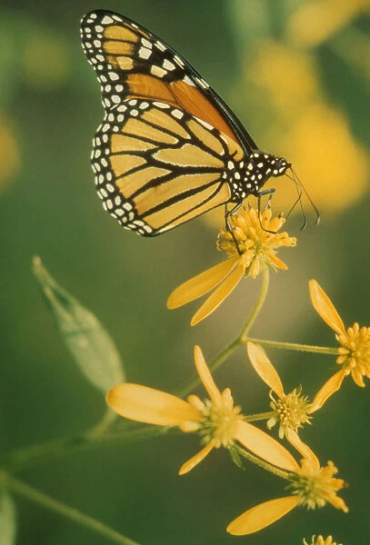 flower. Monarch butterfly, Danaus plexippus on unidenitfied yellow flower