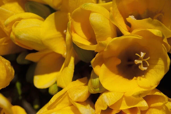 Freesia, Close up of yellow coloured flowers growing outdoor