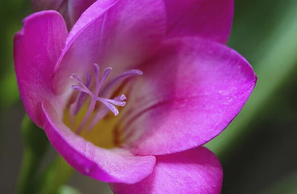 freesia cultivar, freesia, pink subject