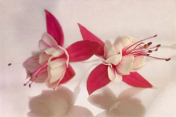 Fuchsia. 0886. Two flowers of a red and white Fuchsia cultivar side by