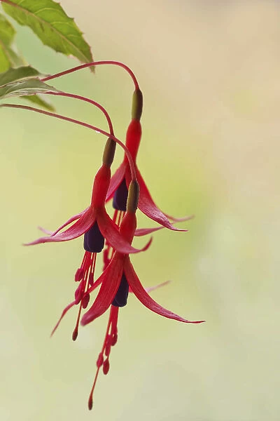 fuchsia, fuchsia magellanica