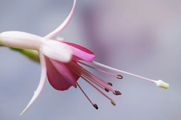 Fuchsia Walz Jubelteen, Close side view of one pale pink flower with deep pink inner