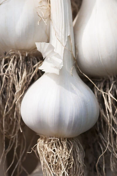Garlic, Allium sativum, Close view of a single white head with roots laid out