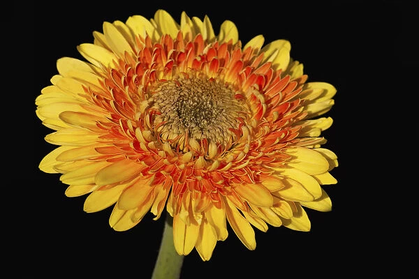 Gerbera, A studio shot of a yellow and orange double flower against a black background