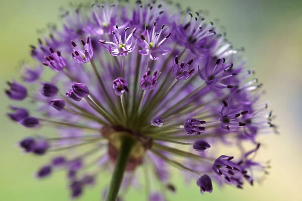 Giant Allium Purple