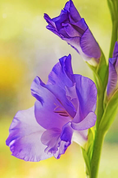 gladiolus. 0939. Gladiolus. Gladiolus cultivar