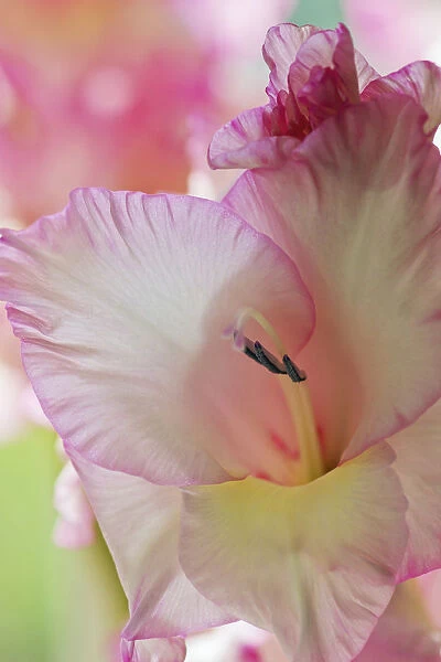 Gladiolus, Gladiolus x hortulanus Priscilla, Close view of of pink edged white flower