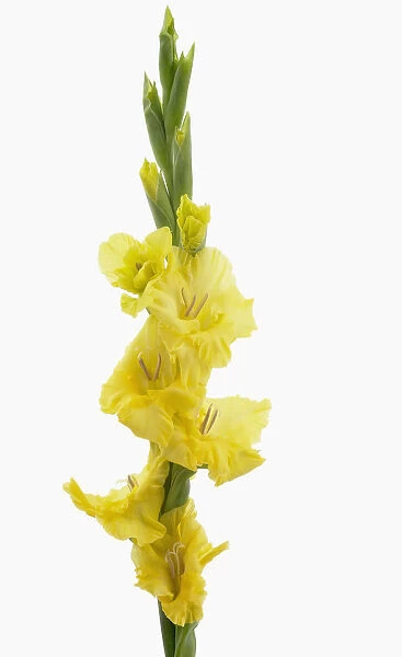 gladiolus lemon drop, gladiolus