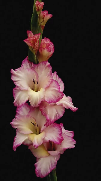 gladiolus x hortulanus priscilla, gladiolus, pink subject, black background