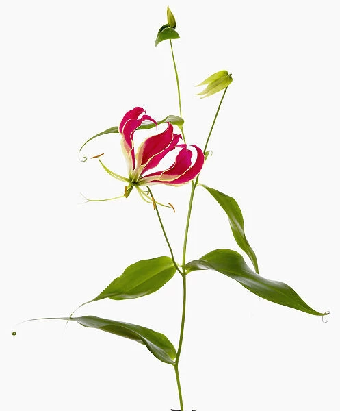 gloriosa superba rothschildiana, gloriosa lily