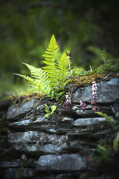 Golden male fern, Dryopteris affinis growing in a dry stone wall in Cornwall, UK