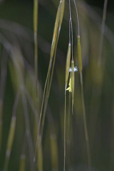 Golden oats, Stipa gigantea, Very close view of one individual spikelets hanging with the