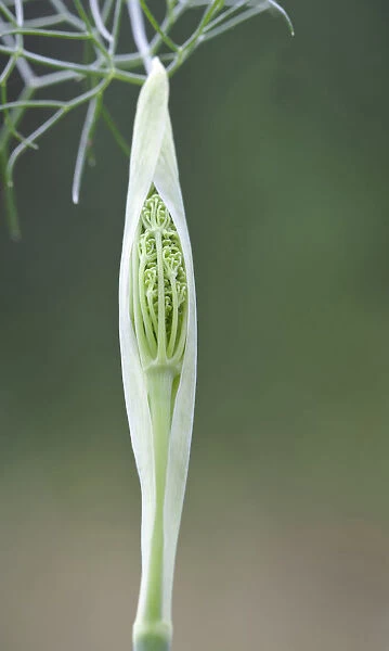 GP_0596. Foeniculum vulgare Purpureum. Fennel - Bronze fennel. Green subject