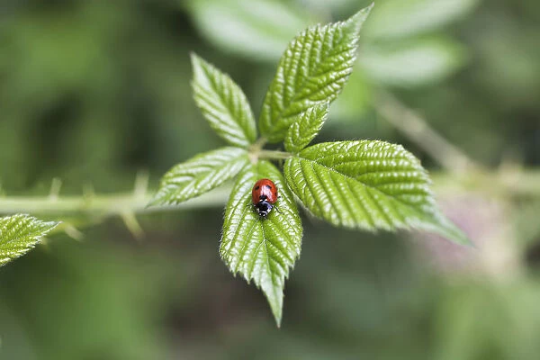 GP_0631. Rubus fruticosus. Blackberry - Wild. Green subject. Green background