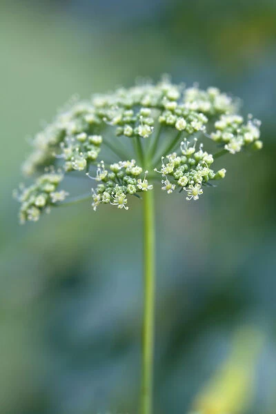 GP_0646. Petroselinum neapolitanum. Parsley - Flat leaf parsley. White subject