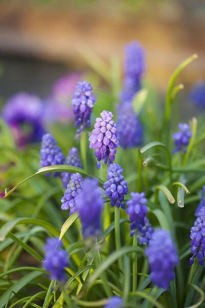 Grape hyacinth, Muscari, Close up of small purple coloured flowers growing outdoor