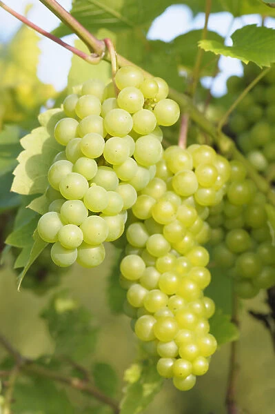 Grape vine, Vitis, Vitis Seyval blanc