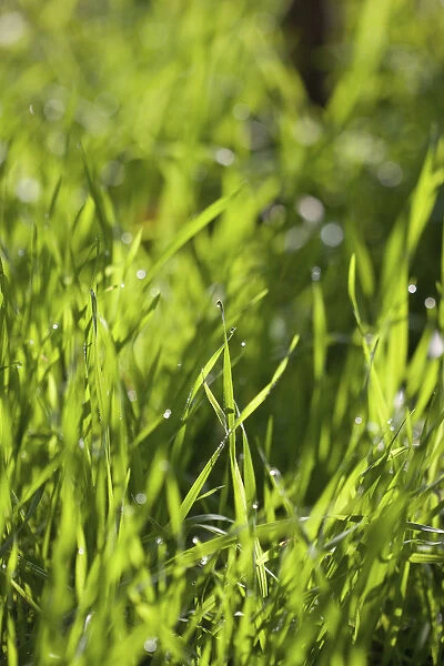 Grasses, Close up of greeen grass growing outdoor