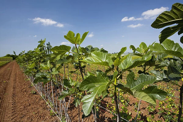 Greece, Makedonia, Young Fig Trees