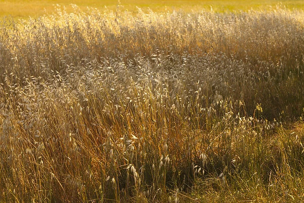 Hay, Meadow field of golden grasses