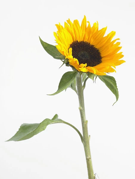 helianthus annuus sunrich orange, sunflower