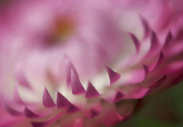 helichrysum cultivar, everlasting flower, pink subject