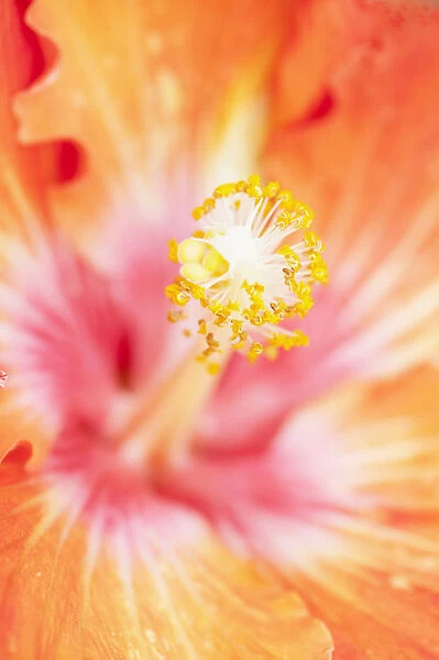 Hibiscus Orange Flowering season Summer Plant