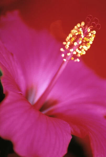 VG_29. Hibiscus rosa-sinensis. Hibiscus. Pink subject