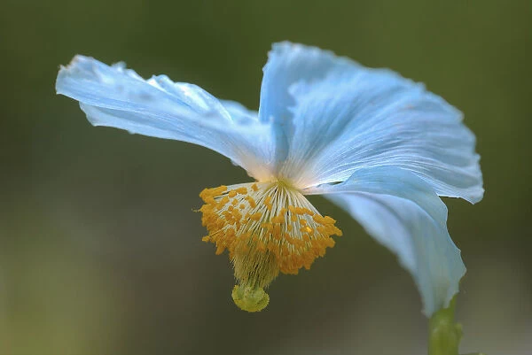 Himalayan blue poppy, Meconopsis, Meconopsis baileyi
