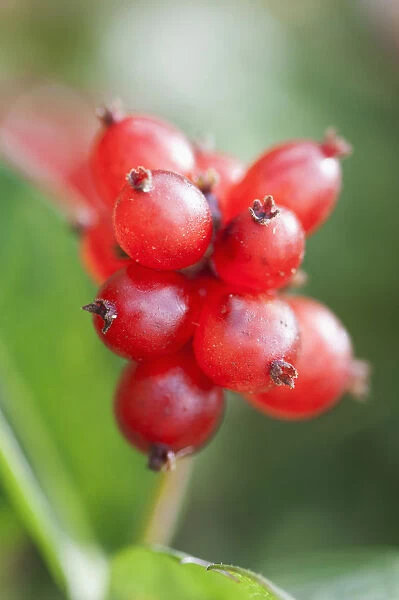honeysuckle berries