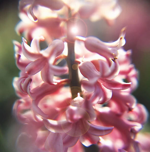 Hyacinth Hyacinthus orientalis Pink Flower Spring