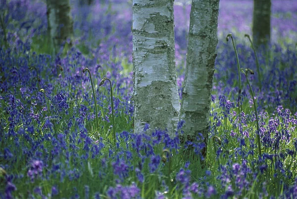 RM_43. Hyacinthoides non-scripta. Bluebell wood. Blue subject