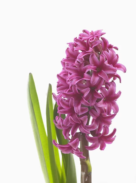 hyacinthus orientalis woodstock, hyacinth