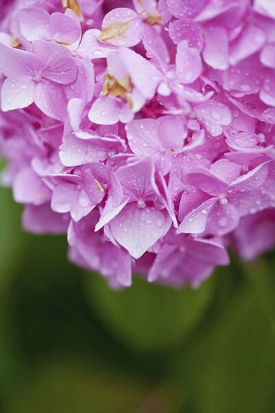Hydrangea, Hortensia, Close up of pink coloured flower growing outdoor