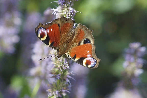 Hyssop, Agastache, Close view of a Peacock Butterfly on a stem of flower